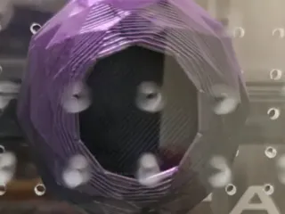 jumping spider hide 