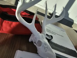 Small deer skull
