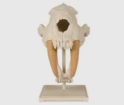 Saber-Toothed Cat Skull