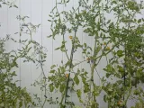plant clamp-7