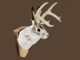 Jackalope-0