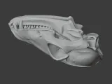 Bat-eared Fox Skull-5