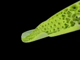 Shoe sole - Parametric-4