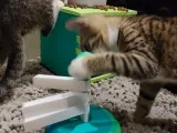 Turning cat toy-1