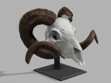 OLD RAM SKULL-0