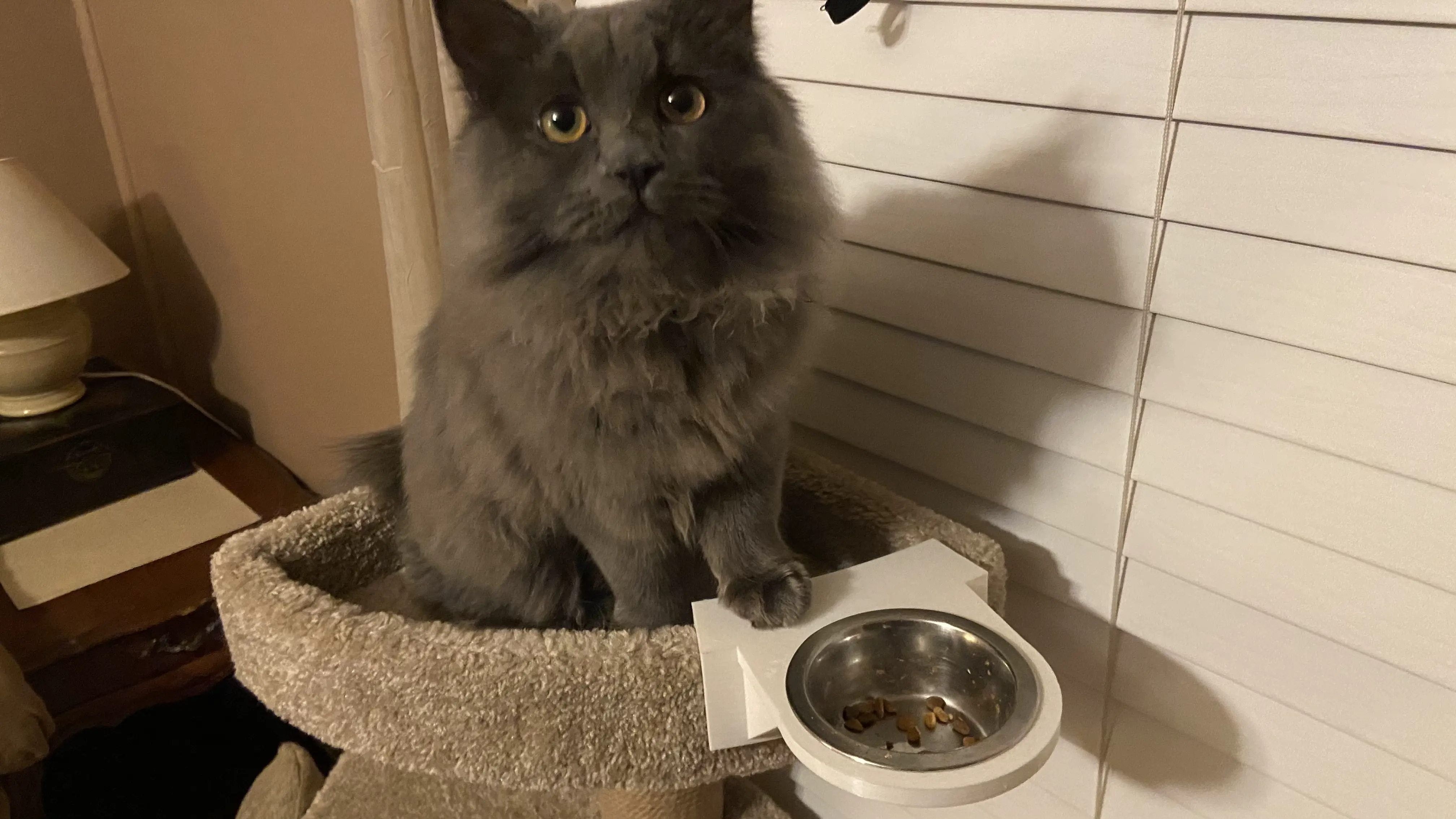 Cat tree food bowl tray