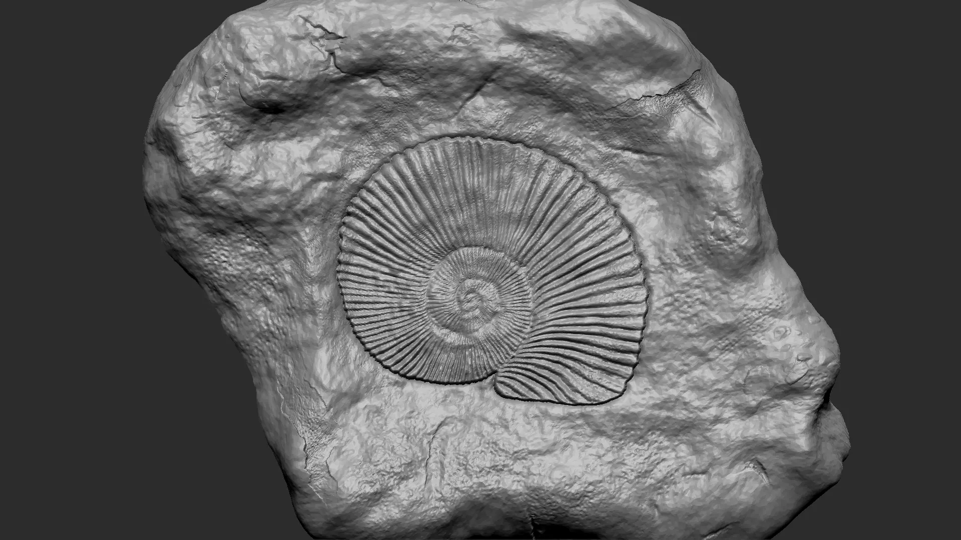 Ammonite Mineral Fossile - Realistic