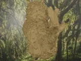 Owl tree 2-3