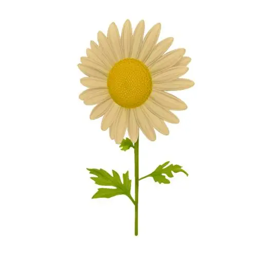 Single Stem Daisy Flower 3D Model STL Printable