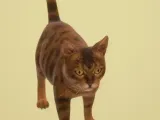 Cat Toy-4