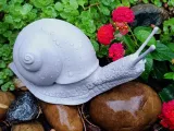 Explorer Snail-1