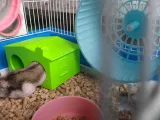HAMSTER - BIRD LARGE house (EASILY WASHABLE)-4