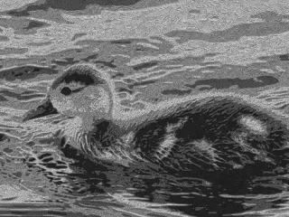 BabyDuck 3D-Picture - Print your Photo