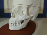 Anatomical Human Skull - Multi-Part Print with Base-2