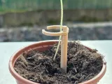 Modular plant support system – seedling holder-3