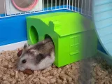 HAMSTER - BIRD LARGE house (EASILY WASHABLE)-2
