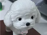 Cute poodle-0