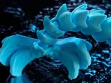 Seachoc-3