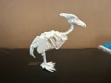 Vulture Skeleton 2-3
