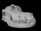 Highly Detailed Dog Skull Separated Parts 3D Printable Model-6