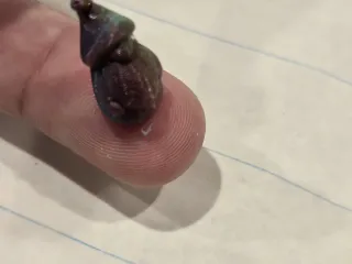 Miniature Gnome