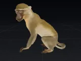 Macaco – Monkey-0