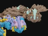 Gummie Bear Dragon-1