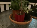 simple pot-not hole-1