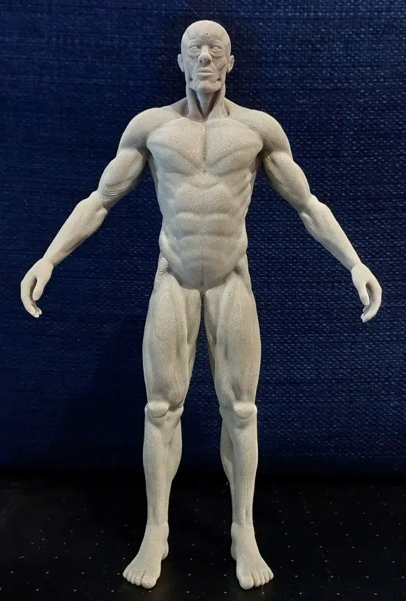 Male body anatomy