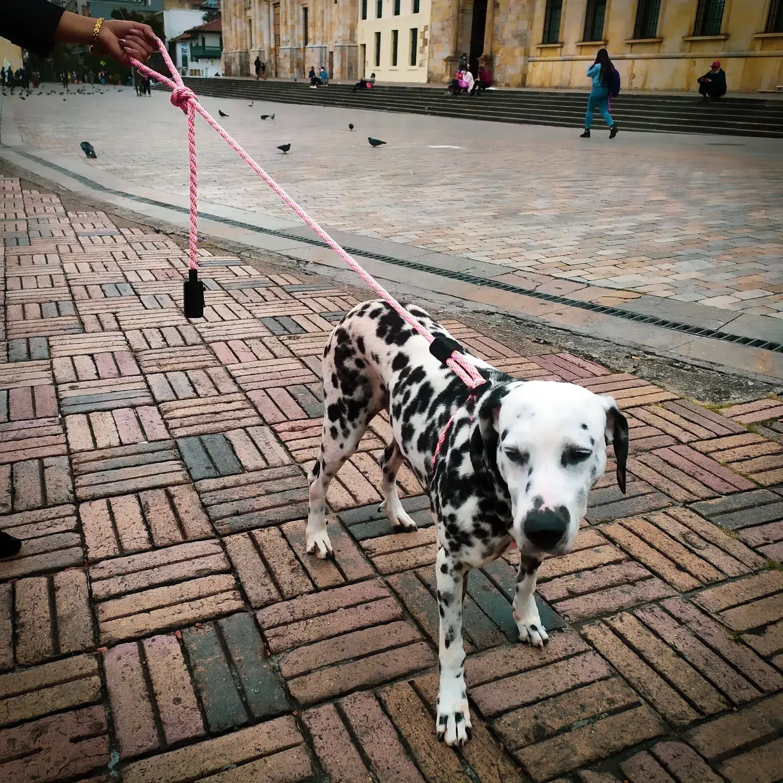 Correa para perro