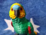 Amazon Parrot-8