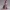 Violet Whisper Reverie – Ecchi Lace Serenity