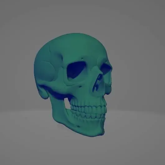 Realistic Human Skull Decoration Prop