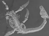 Plesiosaurus Fossil-2