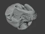 Bonobo Skull-7