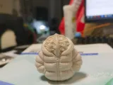 怕冷核桃-可盘-1