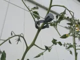 plant clamp-4
