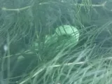 aquarium plant holder/pin-4