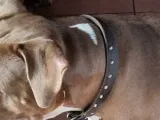 Dog(Pitbull Breed) -0