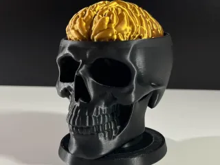 Brain Skull