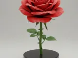 Rose Red-0