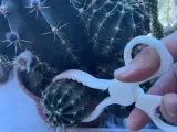 cactus shears-6