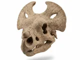protoceratops fossil.-0
