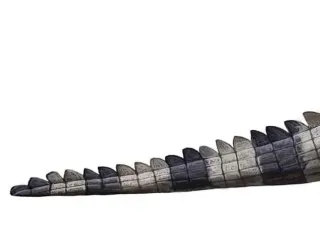 Deinosuchus Model Tail