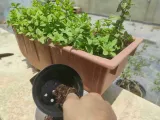 Plant Pot Vasemode-1