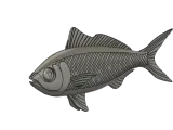 Australian herring-0