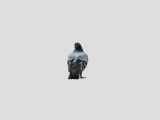 pigeon-3