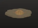 trilabite fossil -4