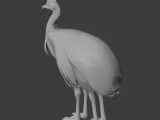 Cassowary-4