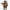 Hunter sanglier chasseur 